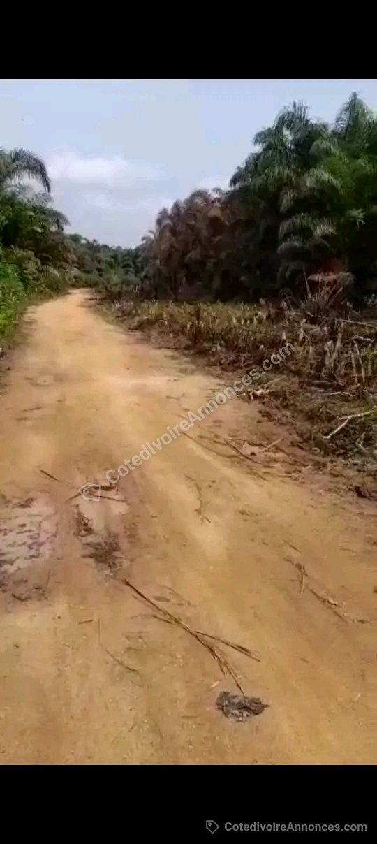 Fort brut à Abidjan