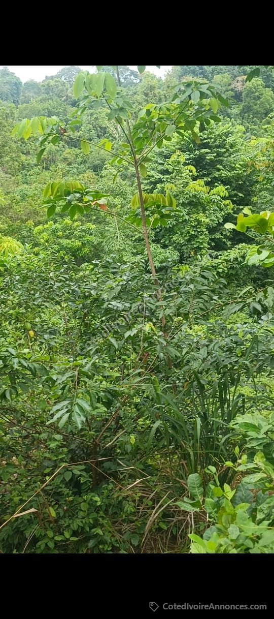 OPPORTUNITÉ FONCIÈRE — 100 HECTARES À AZAGUIÉ AHOUA à Abidjan
