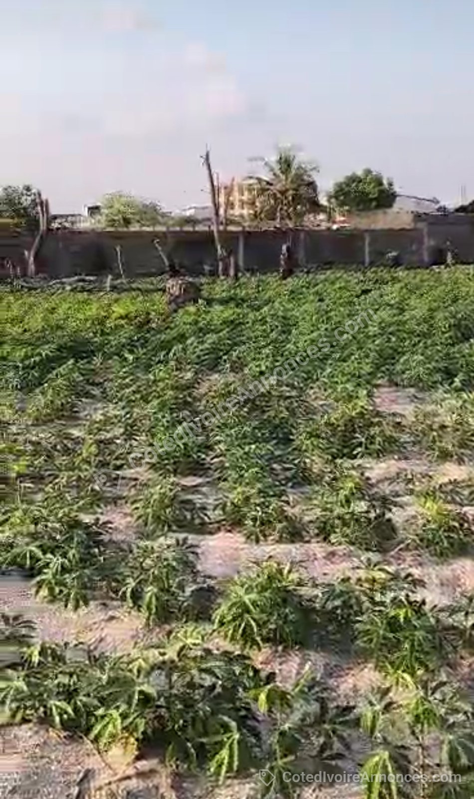 Un bon terrain de 6000 m2 situé à Bingerville — Immobilier à Abidjan