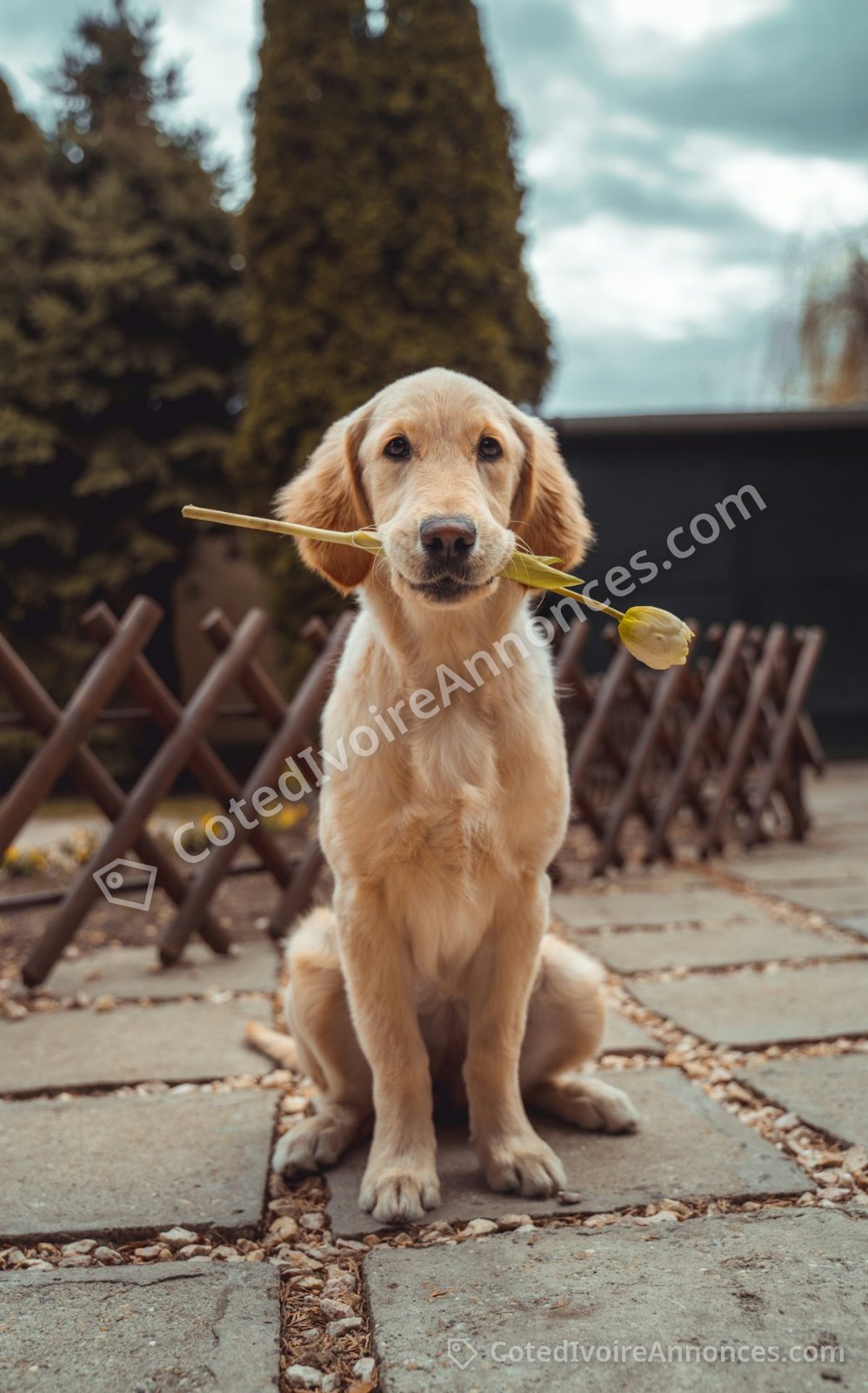 Chiots berger allemand vaccinés — Animaux à Abidjan
